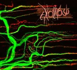 Neuromuscular Junction